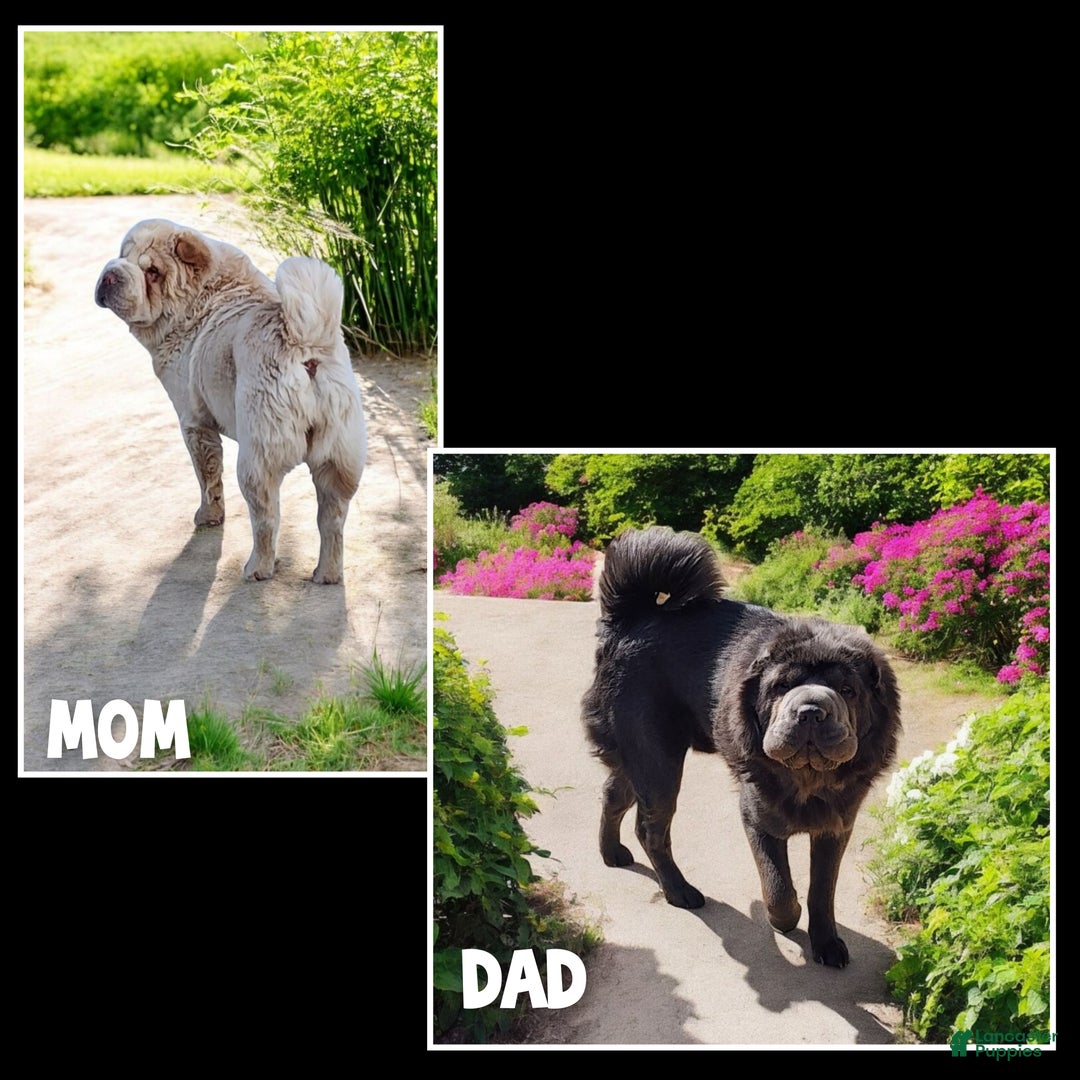 Shar Pei dogs for sale: Creamsicle  - Ad 13