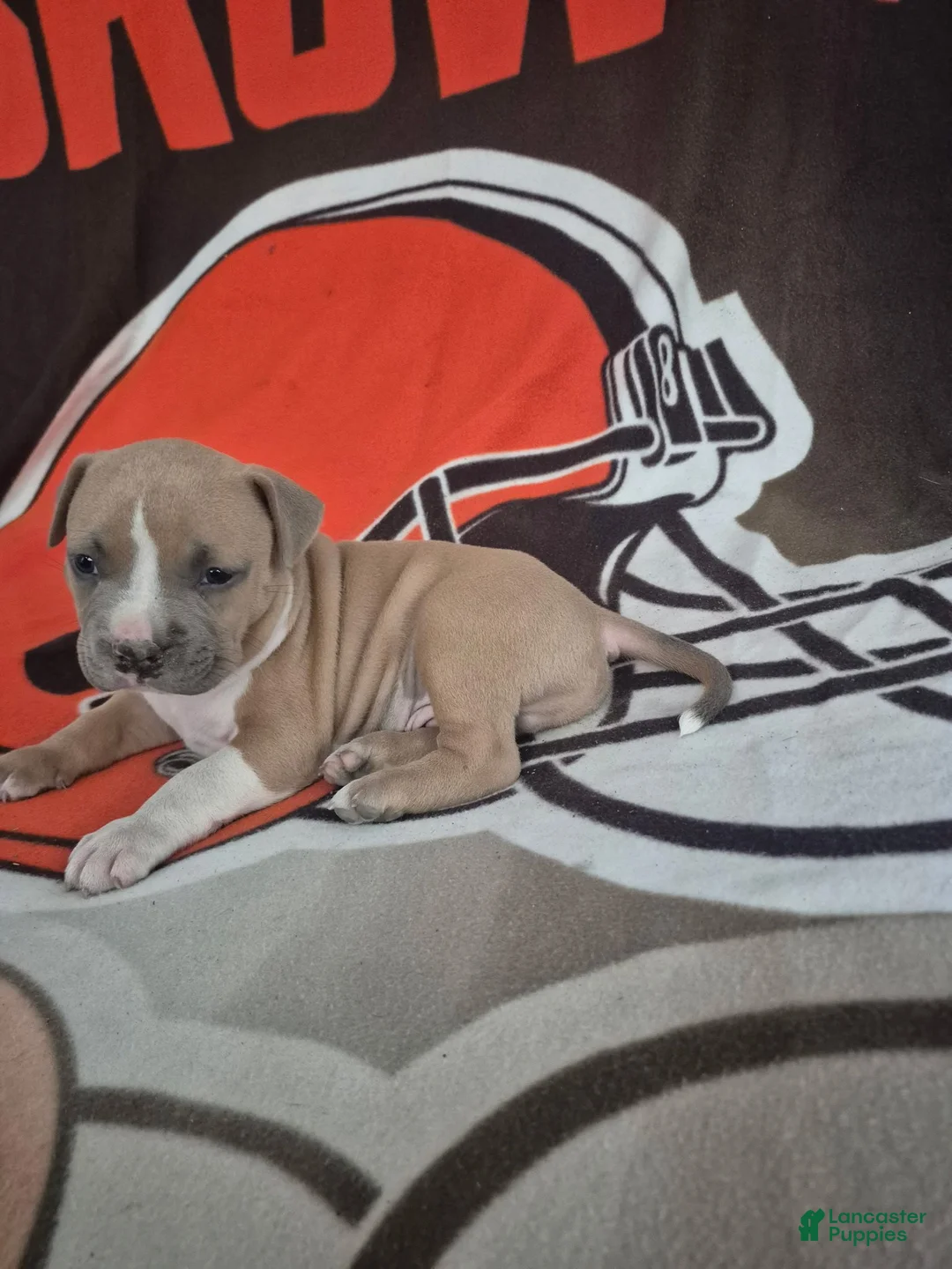 American Pit Bull Terrier dogs for sale: American Pit Bull Terrier 2 - Ad 10