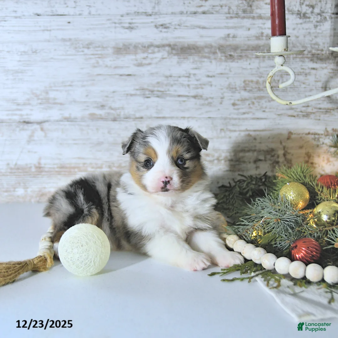 Miniature Australian Shepherd dogs for sale: Miley - Ad 2