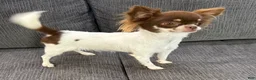 Chihuahua dogs for sale: Isla Teacup - Ad 4