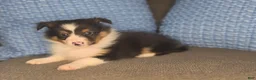 Shetland Sheepdog dogs for sale: Detroit  - Ad 3