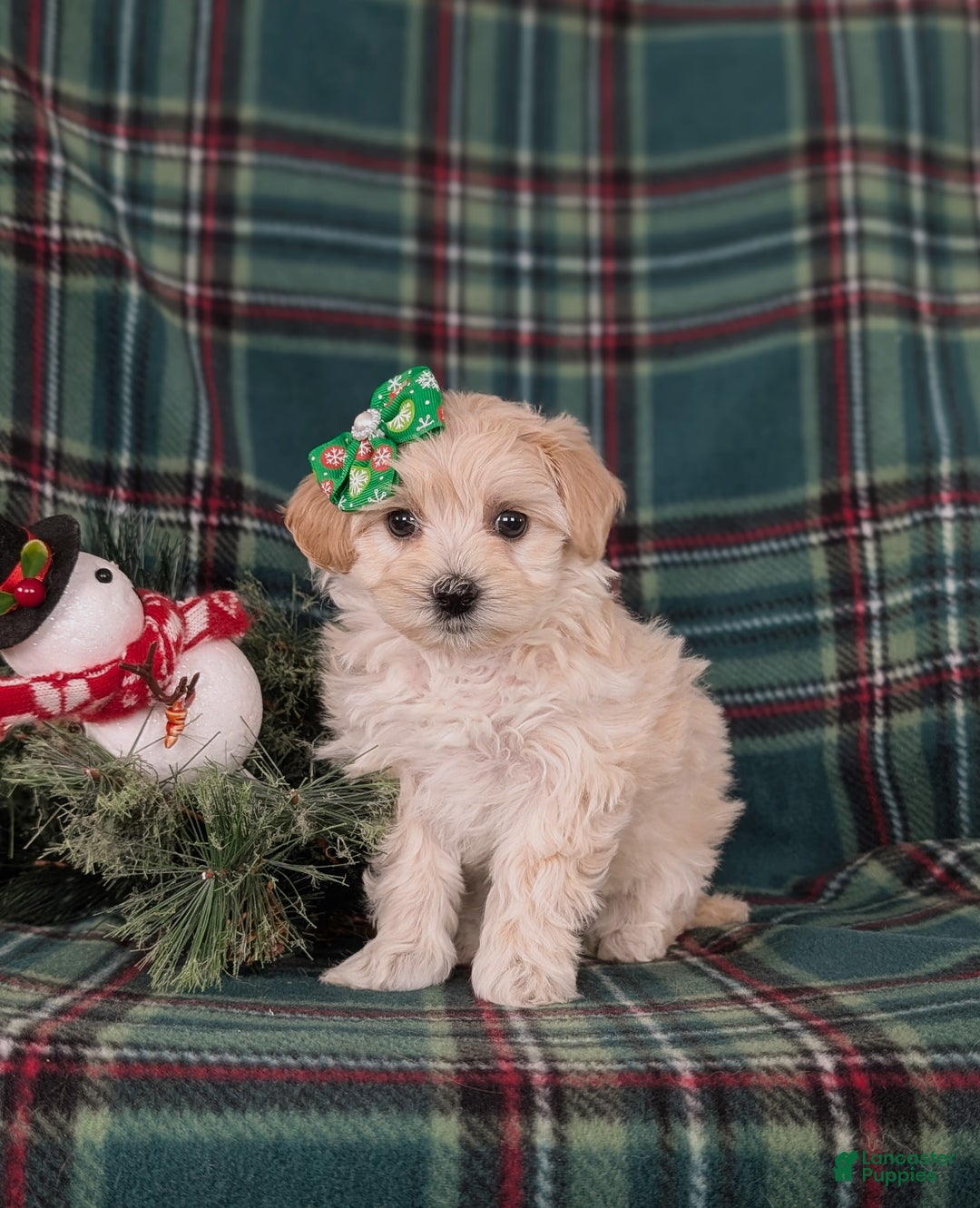 Maltipoo dogs for sale: Cheyanne 7 lbs Full Grown - Ad 3
