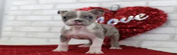 Frenchton dogs for sale: Archie - Ad 3