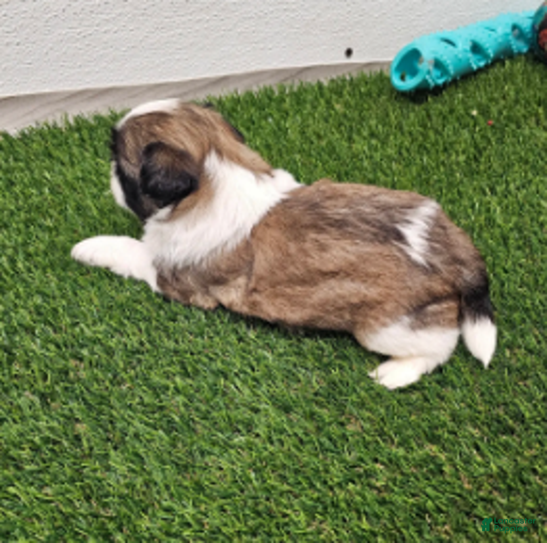 Shih Tzu dogs for sale: Gordon Ckc - Ad 3