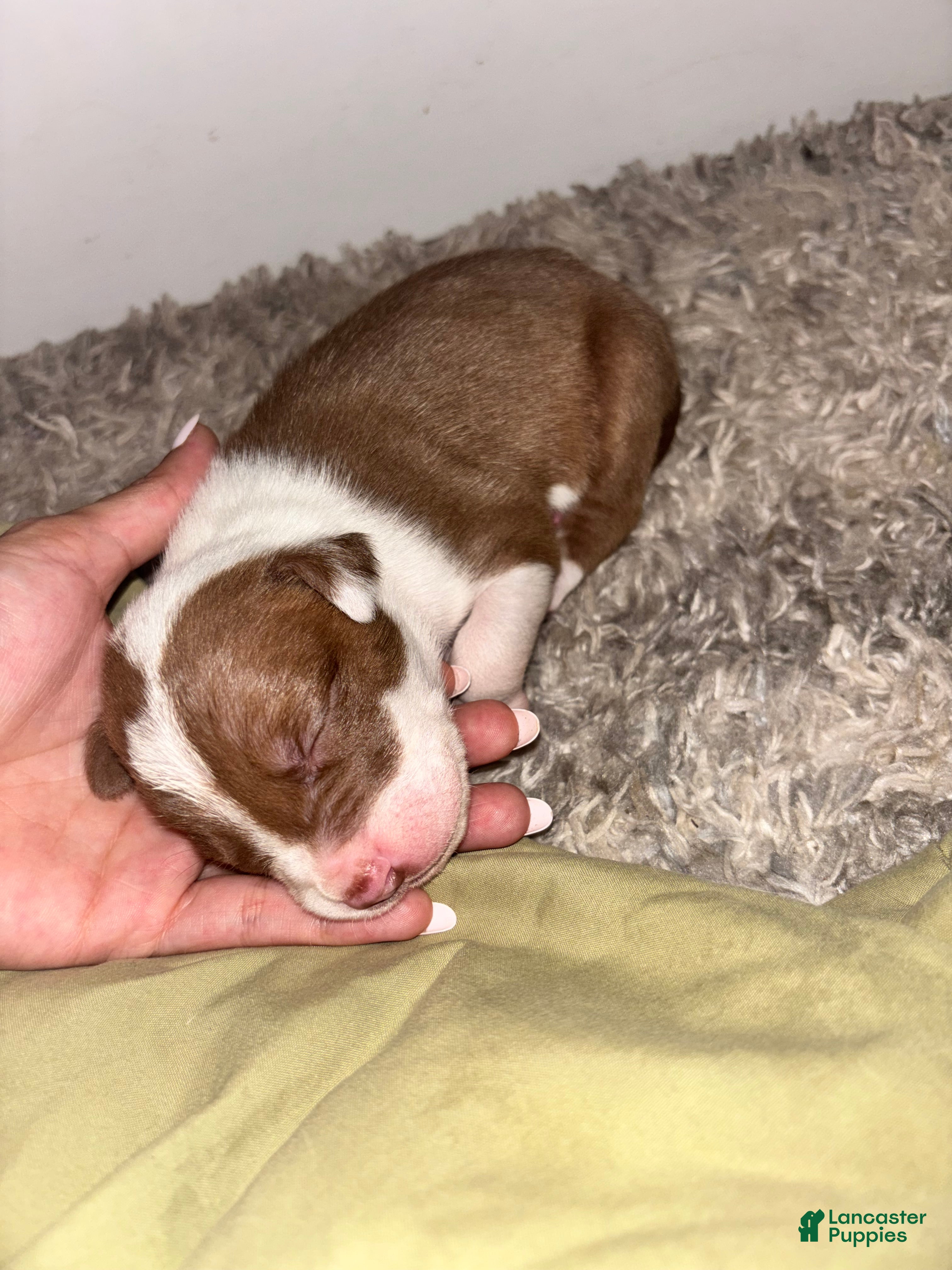 American Bully dogs Babygirl aka Runt - Ad 18