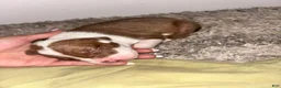 American Bully dogs for sale: Babygirl aka Runt - Ad 1