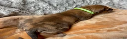 Great Dane dogs for sale: Dino - Ad 3