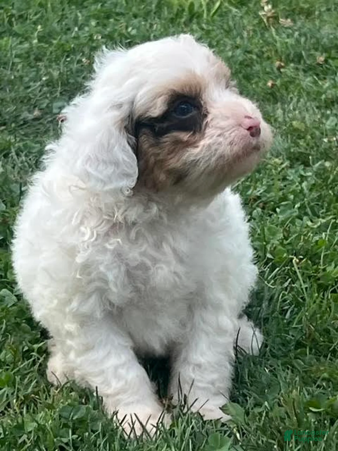 Aussiedoodle dogs for sale: Orchid Mini Aussiedoodle  - Ad 2