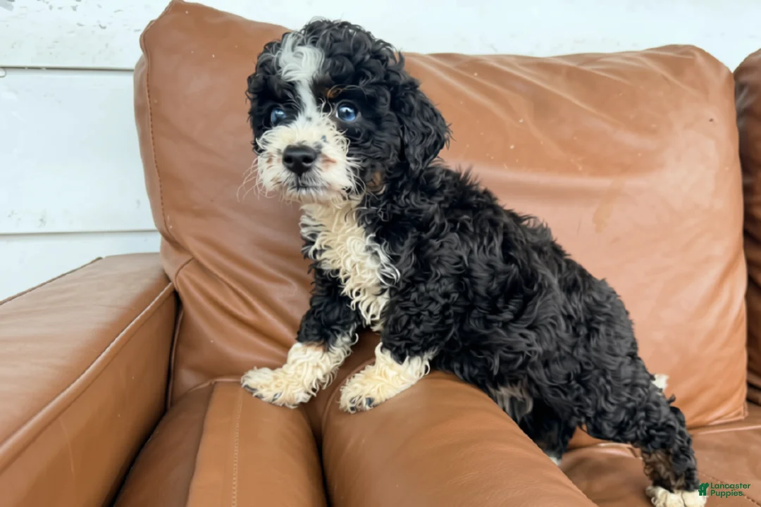 Mini Bernedoodle dogs for sale: Cookie - Ad 1