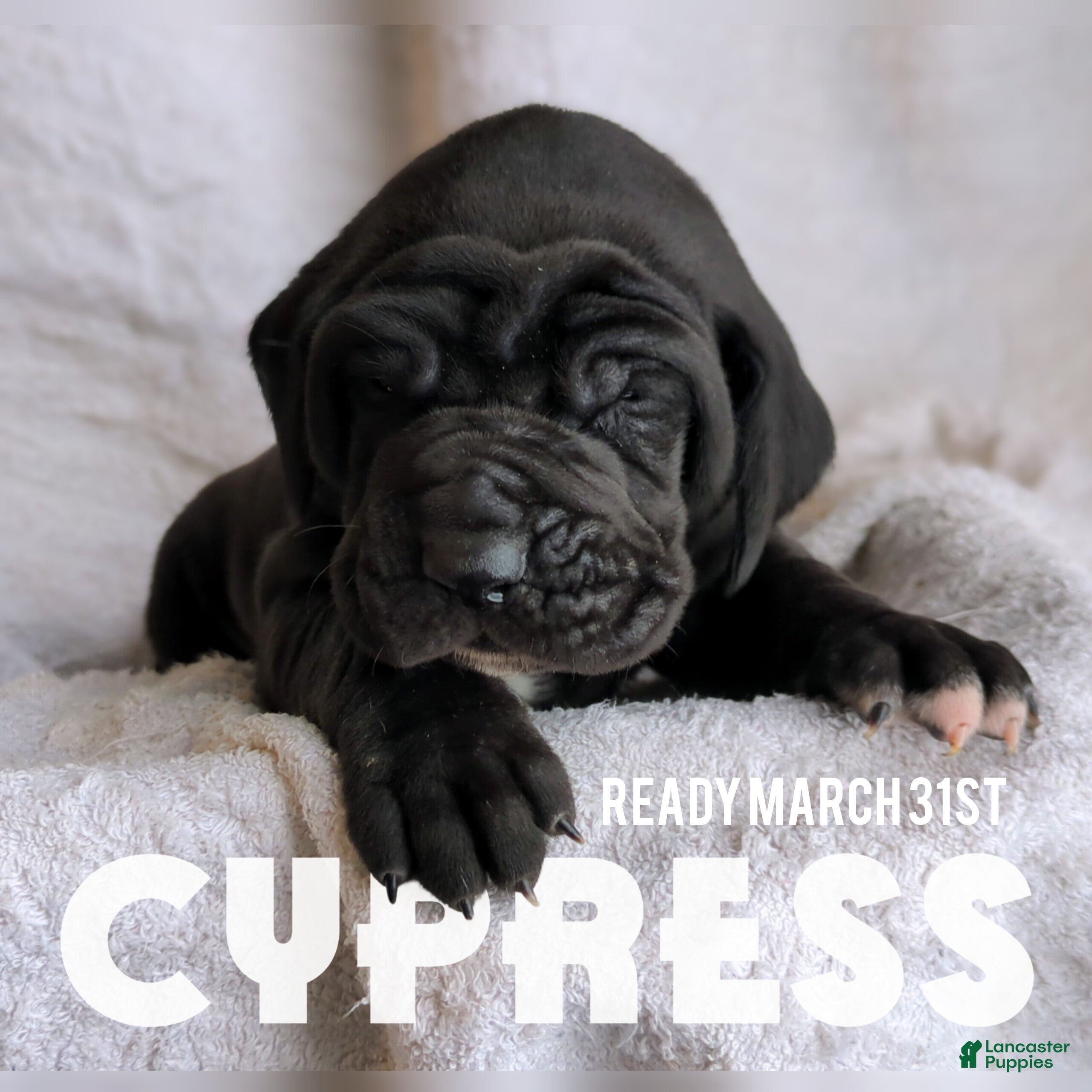 Great Dane dogs Cypress - Ad 1