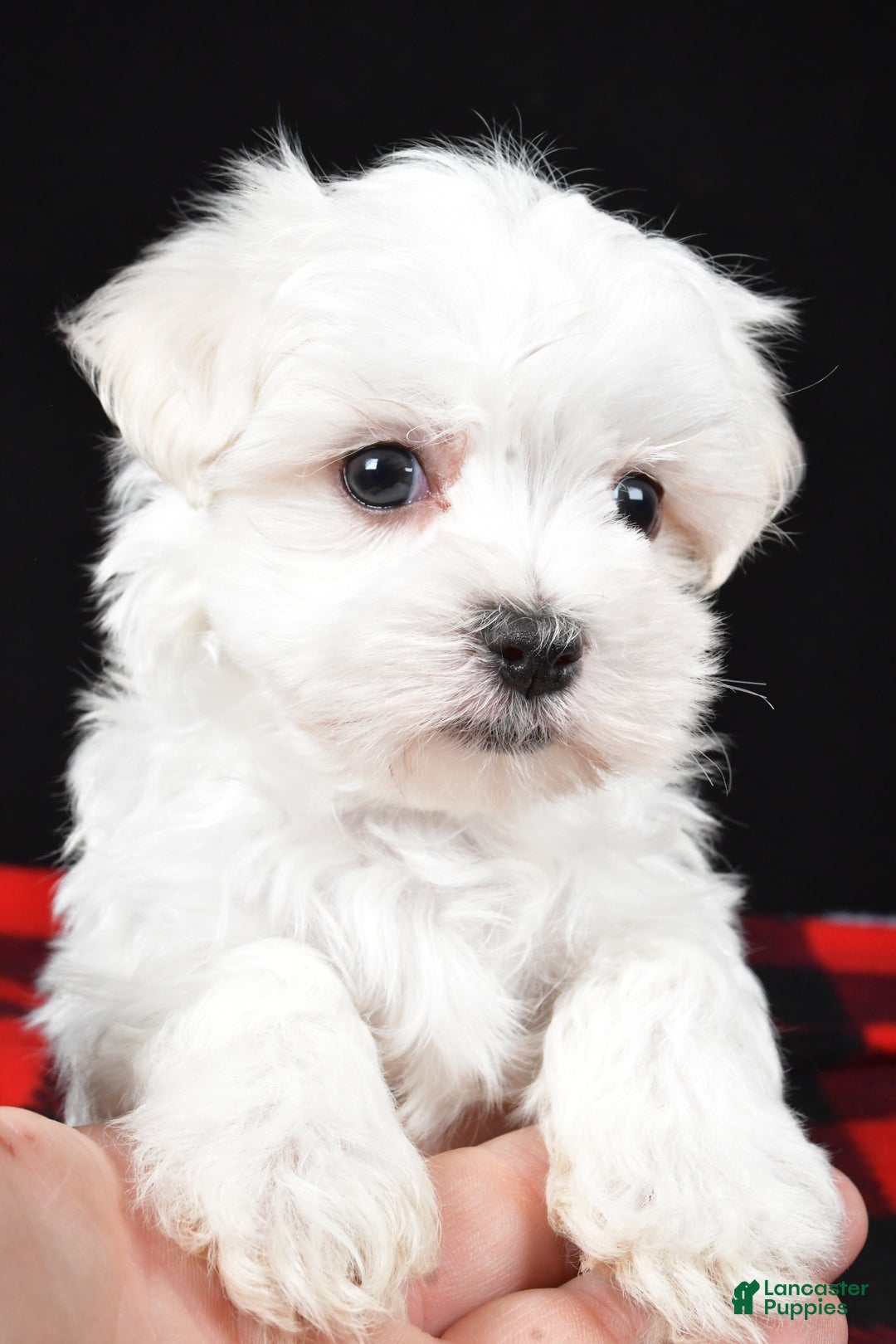 Maltese dogs for sale: Houston - Ad 2