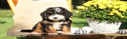 Mini Bernedoodle dogs for sale: Pecan - Ad 4