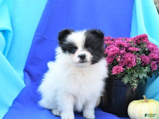 Pomeranian dogs - Ad 31