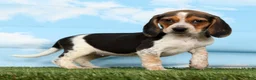 Beagle dogs for sale: Kayla - Ad 1