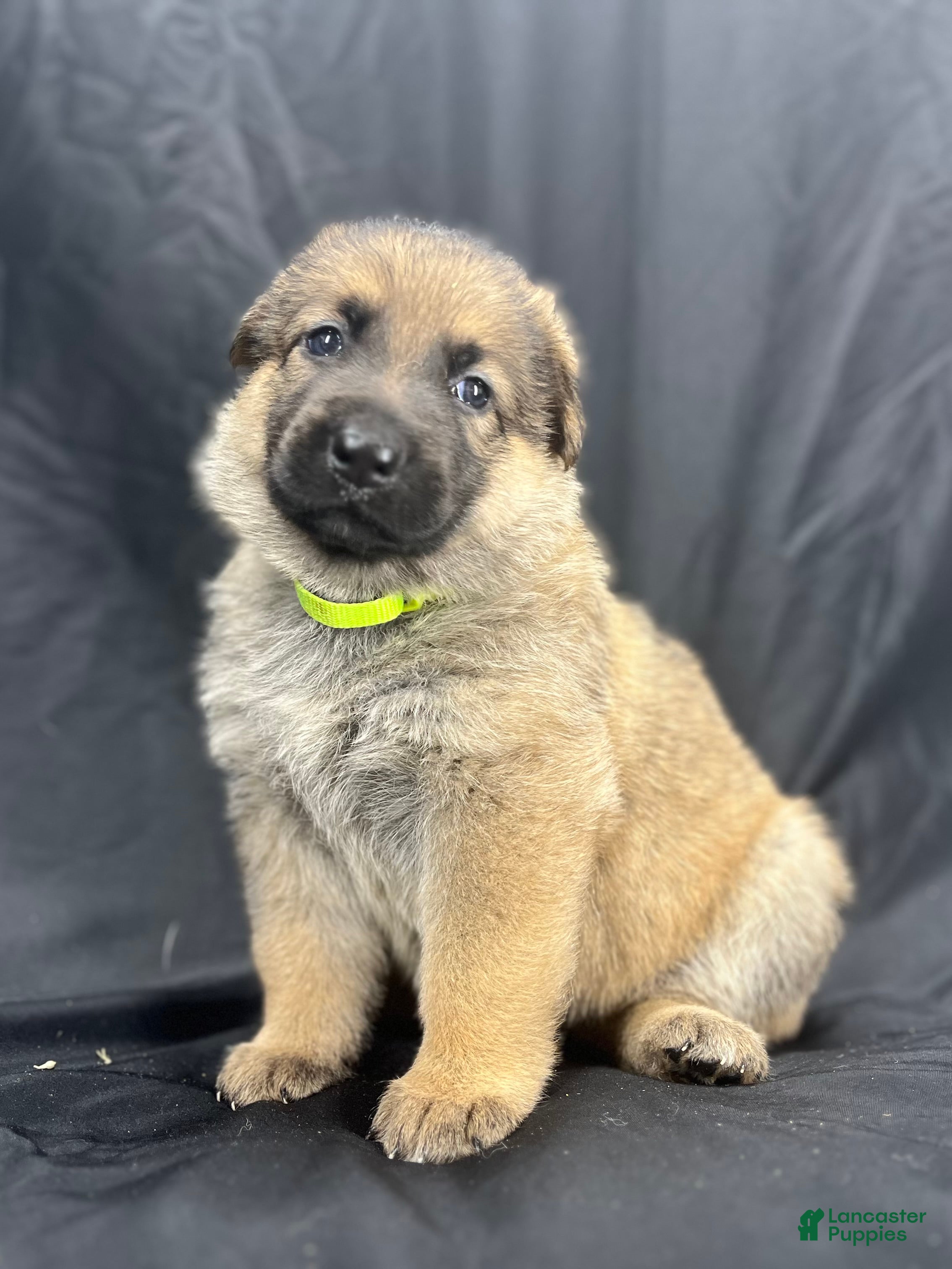 German Shepherd dogs Daisy - Ad 1