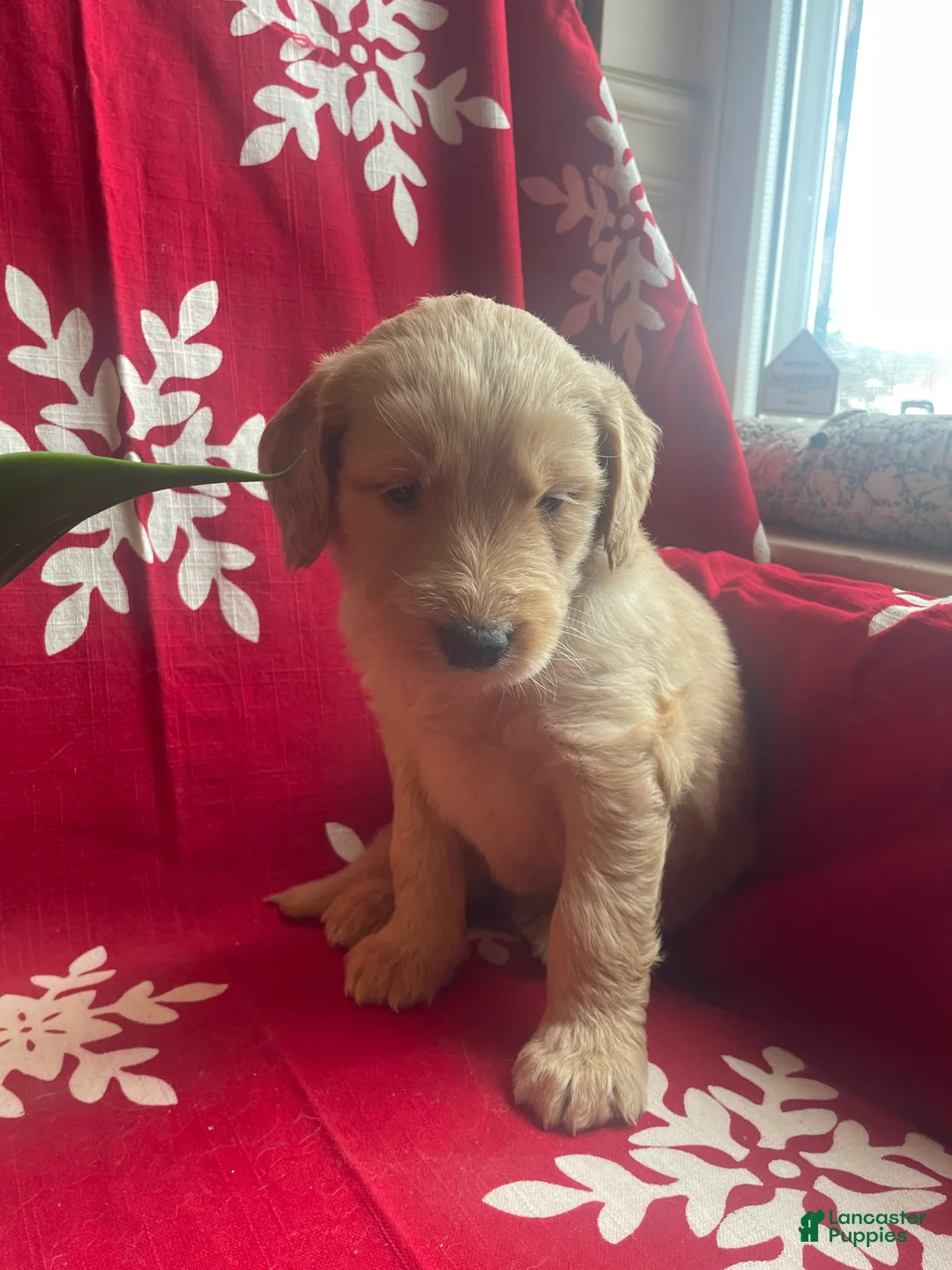 Goldendoodle dogs for sale: Goldendoodle Puppy 6 - Ad 1