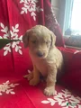 Goldendoodle Puppy 6