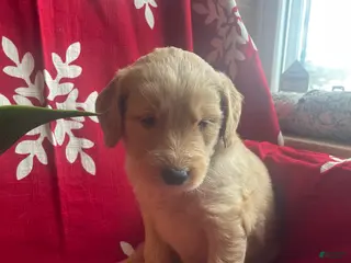 Goldendoodle dogs Goldendoodle Puppy 6 - Ad 5