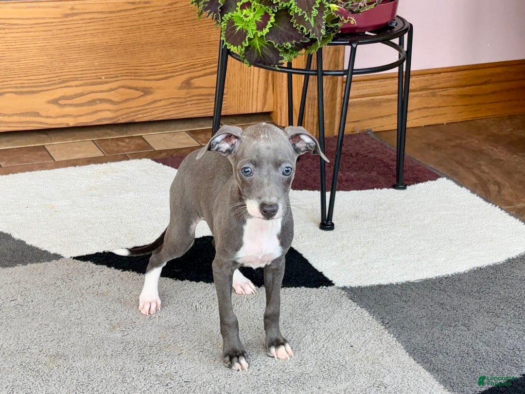Italian Greyhound dogs for sale: Kk - Ad 14