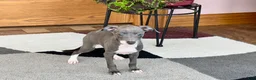 Italian Greyhound dogs for sale: Kk - Ad 4