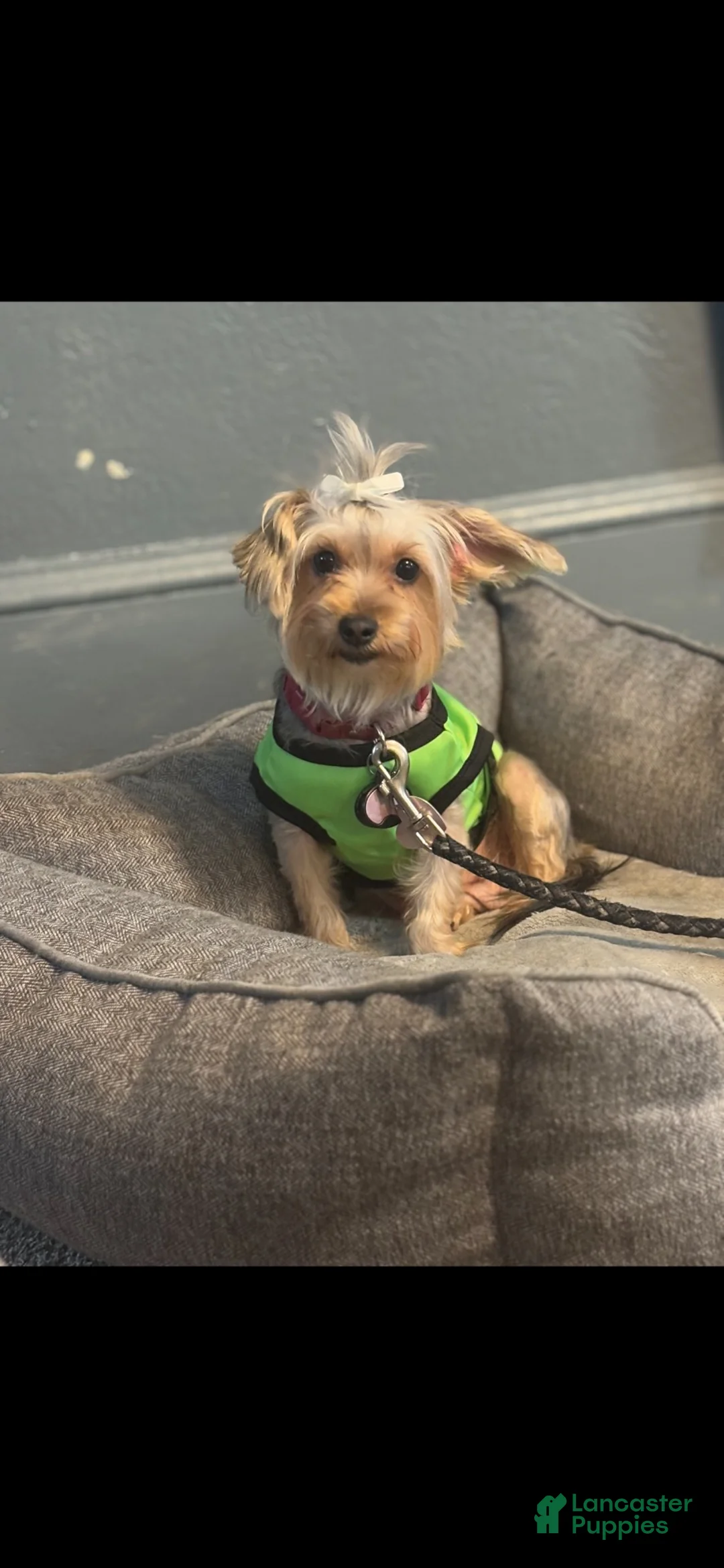 Yorkiepoo dogs for sale: Yorkiepoo 1 - Ad 2