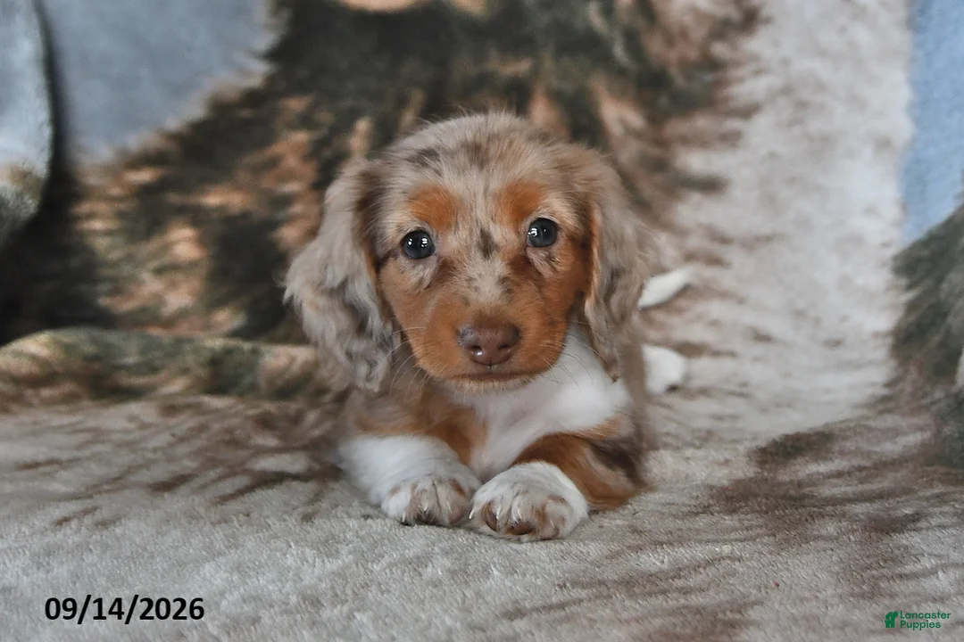 Miniature Dachshund dogs for sale: Daisy - Ad 1