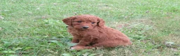 Mini Goldendoodle dogs for sale: Twix - Ad 8