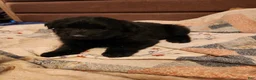 German Shepherd dogs for sale: German Shepherd Puppy 4 - Ad 6
