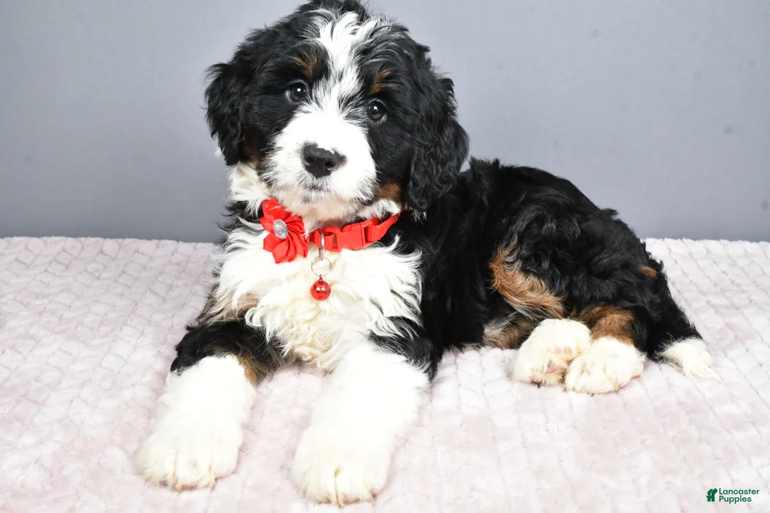 Mini Bernedoodle dogs for sale: Bailey - Ad 6