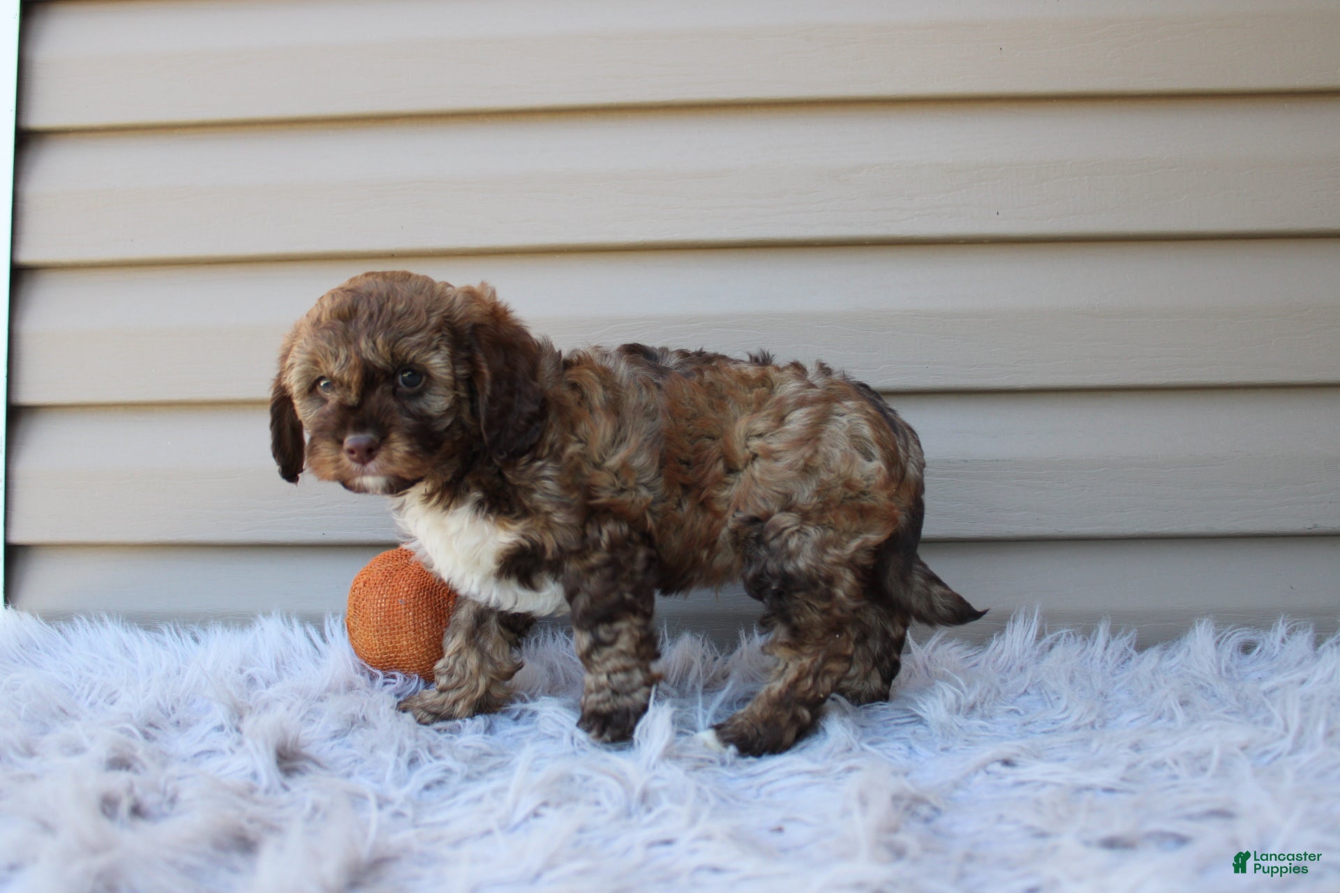 Cavapoo dogs for sale: Jaxson - Ad 2