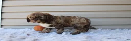 Cavapoo dogs for sale: Jaxson - Ad 2