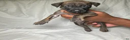 Presa Canario dogs for sale: Presa Canario 9 - Ad 1