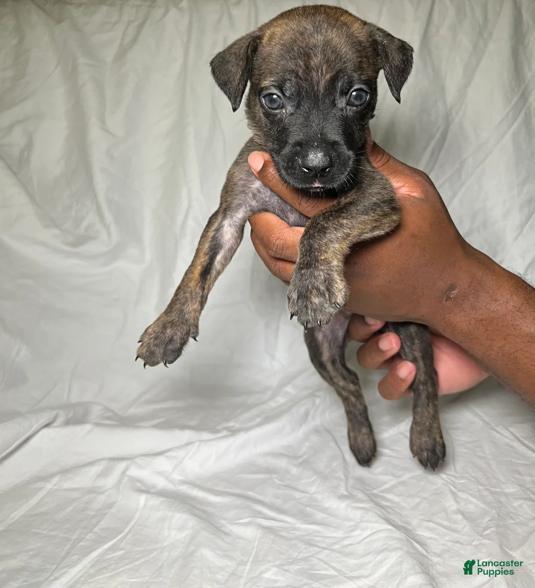 Presa Canario dogs for sale: Presa Canario 9 - Ad 1