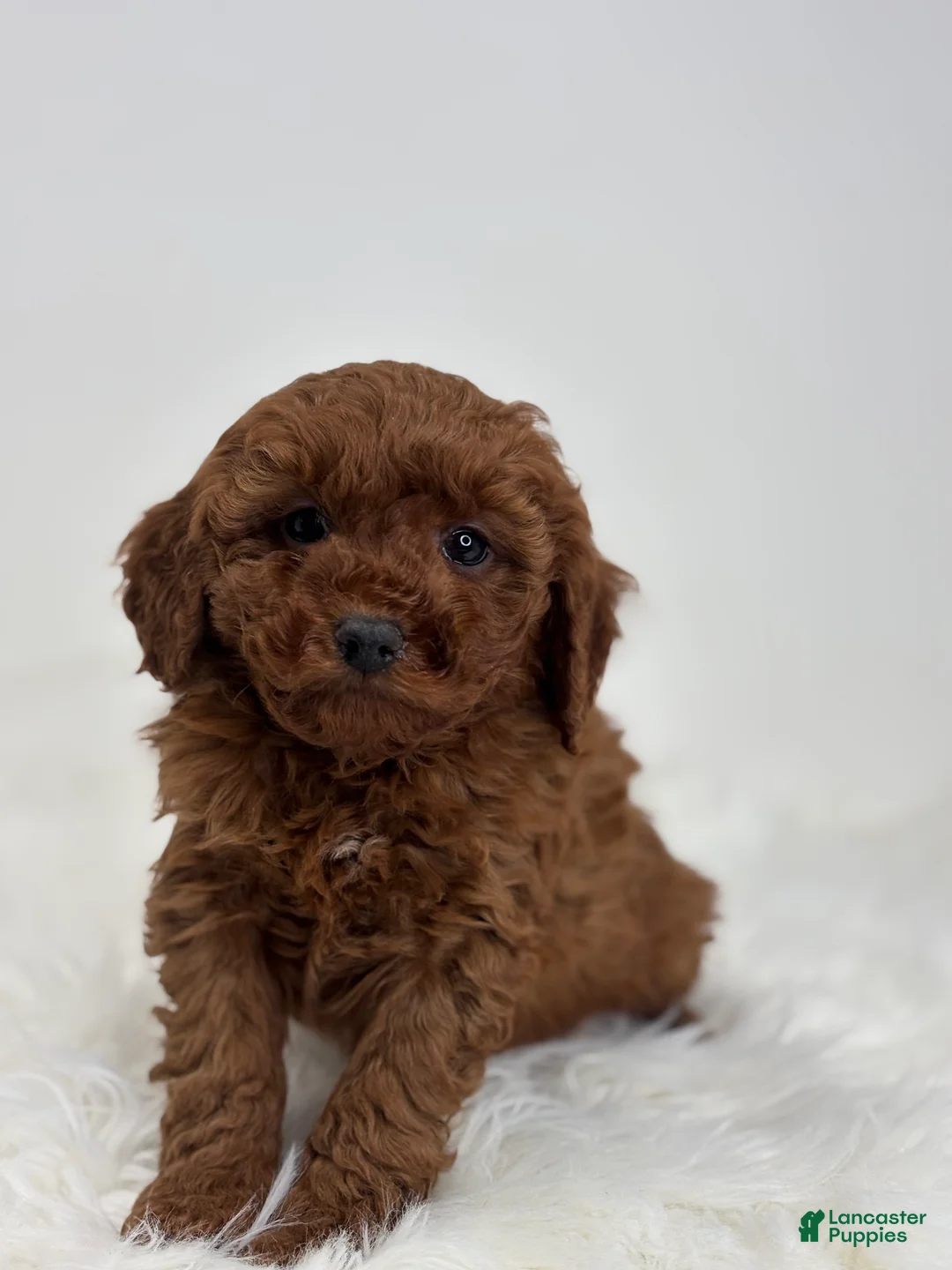 Mini Goldendoodle dogs for sale: Grant - Ad 5