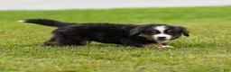 Bernese Mountain Dog dogs for sale: Brady Bernese Mountain Dog  - Ad 7