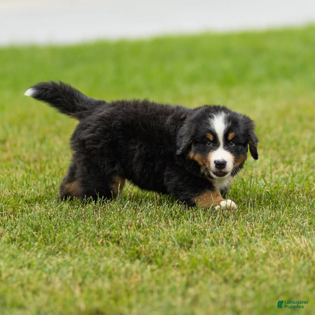 Bernese Mountain Dog dogs for sale: Brady (Genetically Clear) Bernese Mountain Dog  - Ad 26