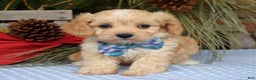Maltipoo dogs for sale: Tucker - Ad 3