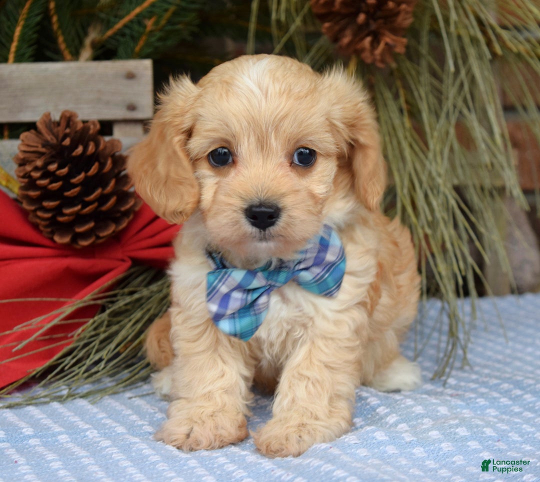Maltipoo dogs for sale: Tucker - Ad 3