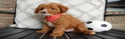 Cavapoo dogs for sale: Bud - Ad 2