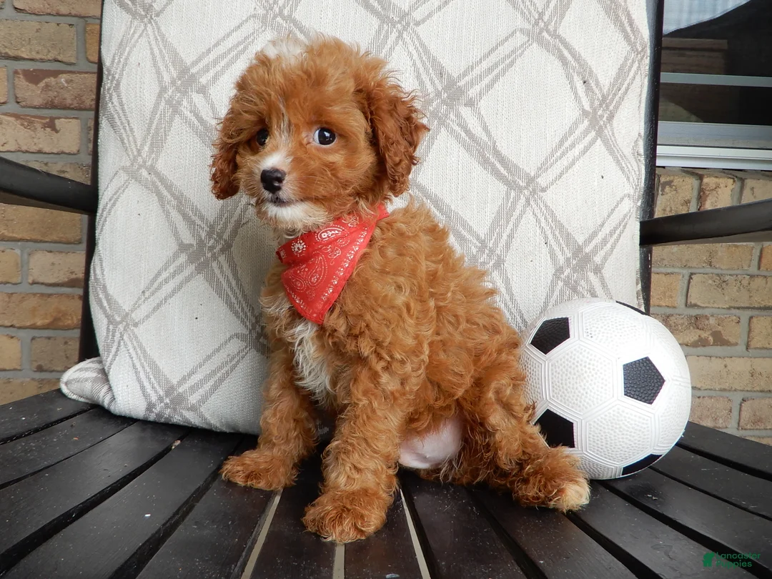 Cavapoo dogs for sale: Bud - Ad 2