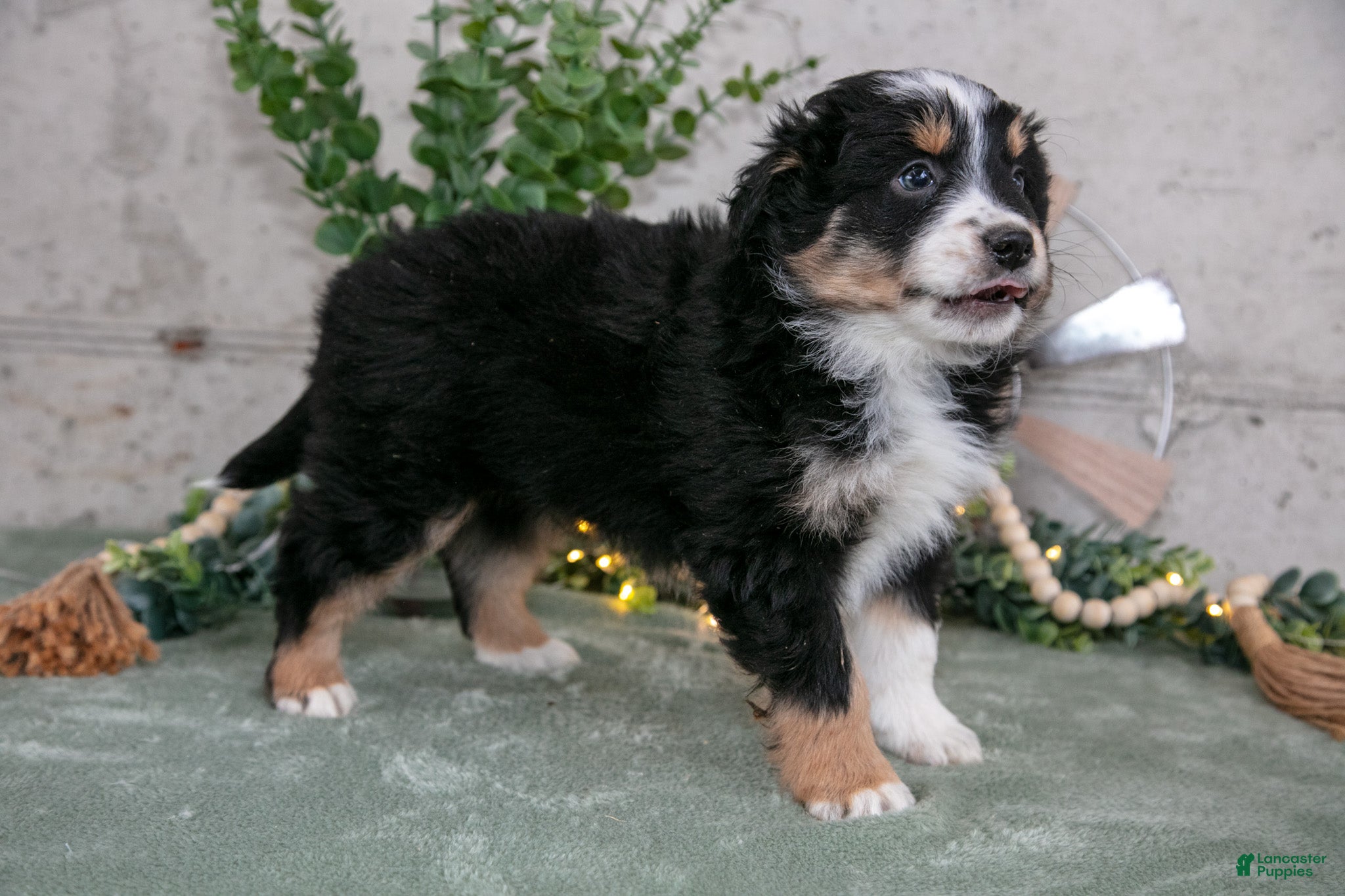 Australian Shepherd dogs Sampson - Ad 2