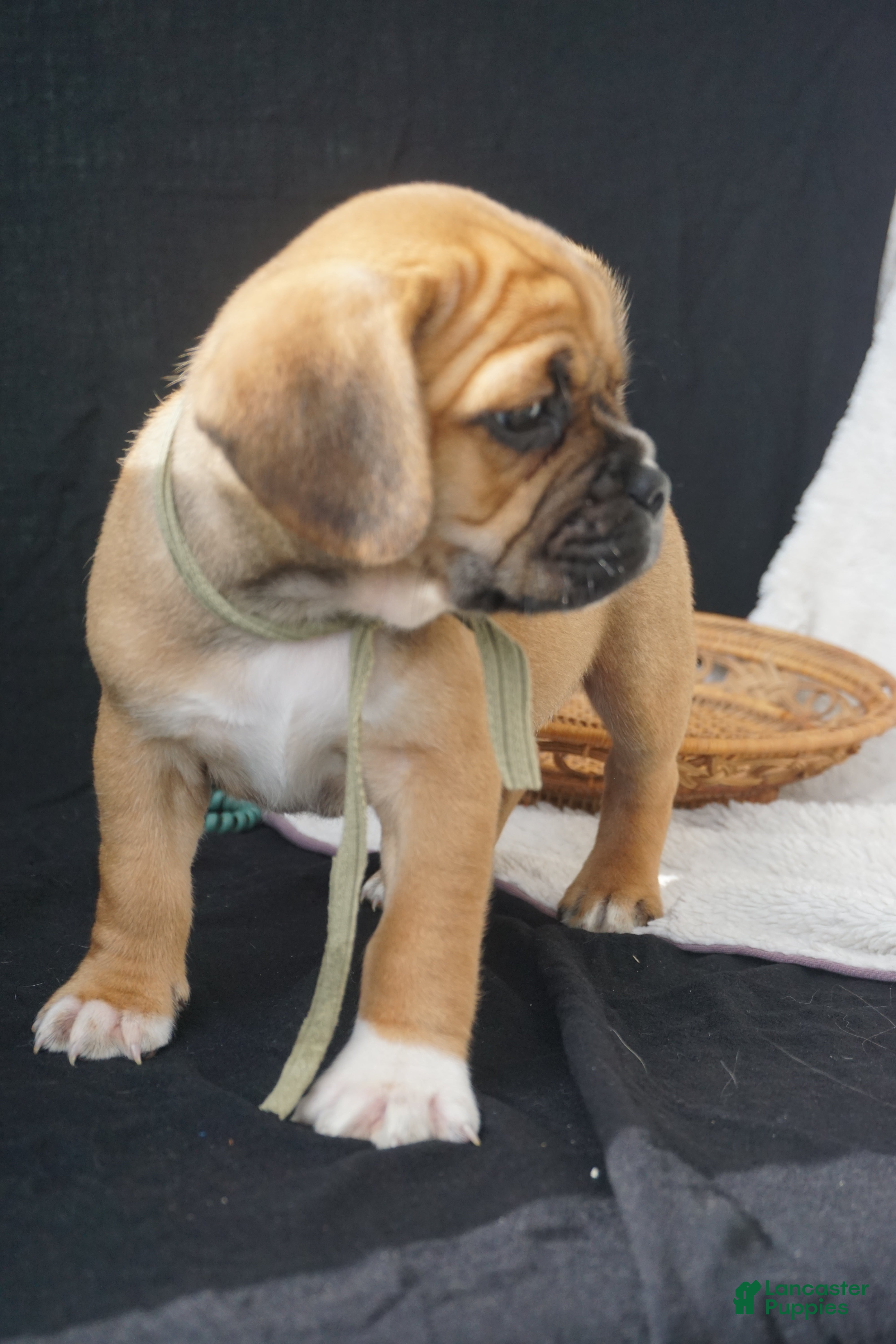 Puggle dogs Aker - Ad 1