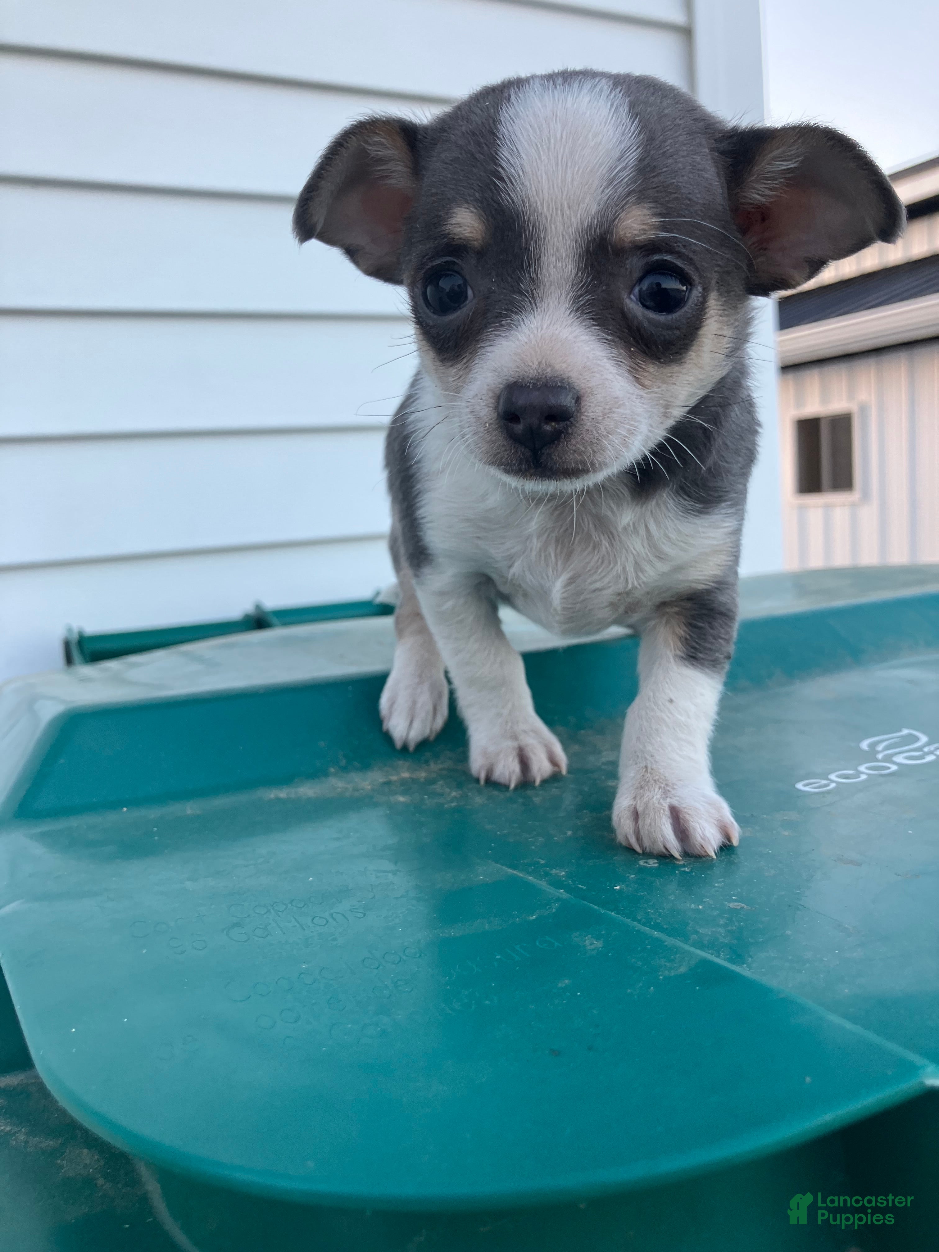 Chihuahua dogs Akc Tonner - Ad 32