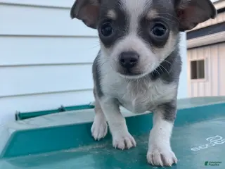 Chihuahua dogs Akc Tonner - Ad 32