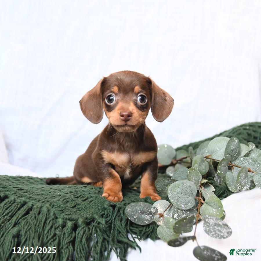Miniature Dachshund dogs Tracy - Ad 24