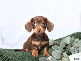 Miniature Dachshund dogs Tracy - Ad 19
