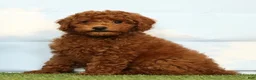 Miniature Poodle dogs for sale: Kennedy - Ad 4