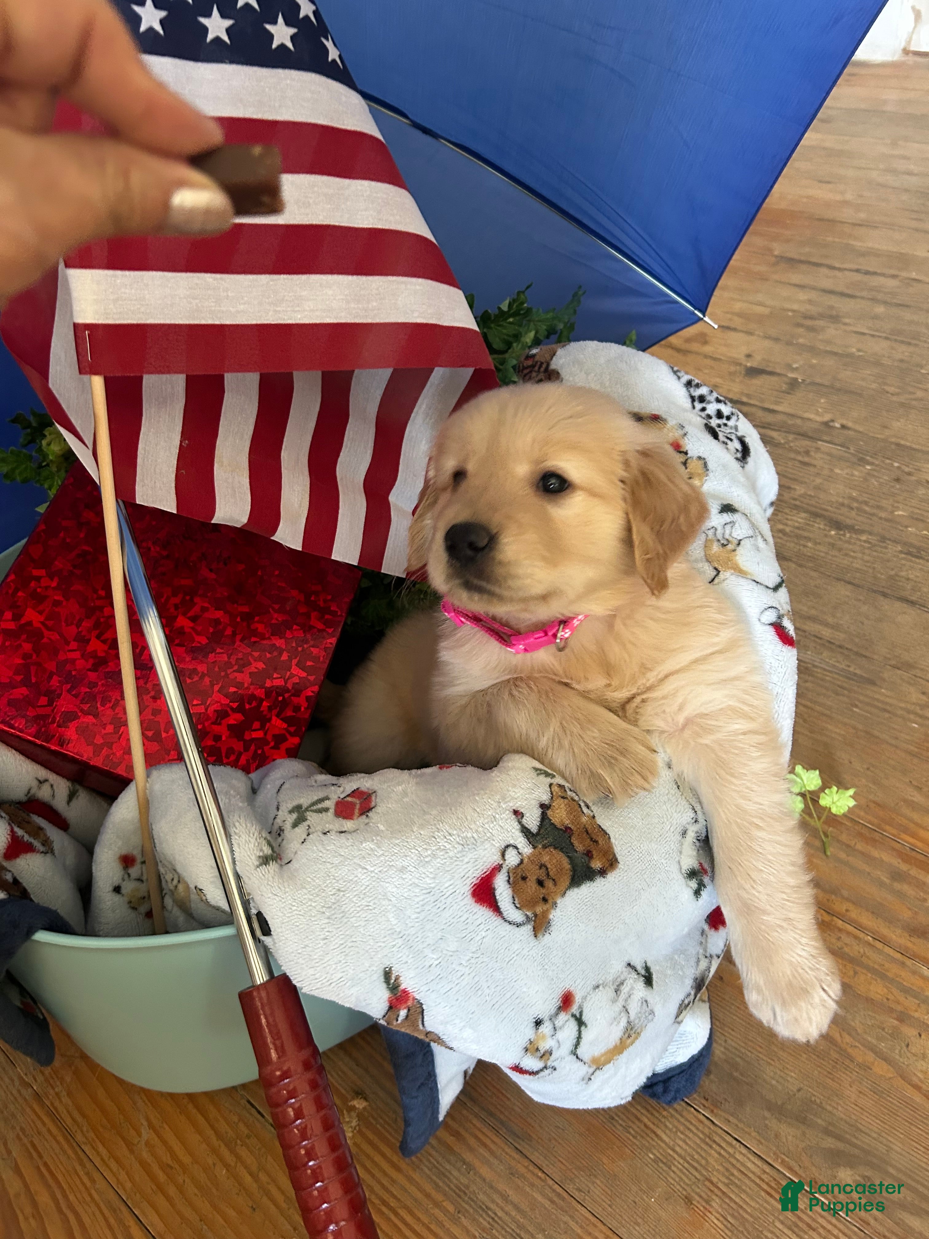 Golden Retriever dogs Golden Retriever 8/Honey - Ad 1