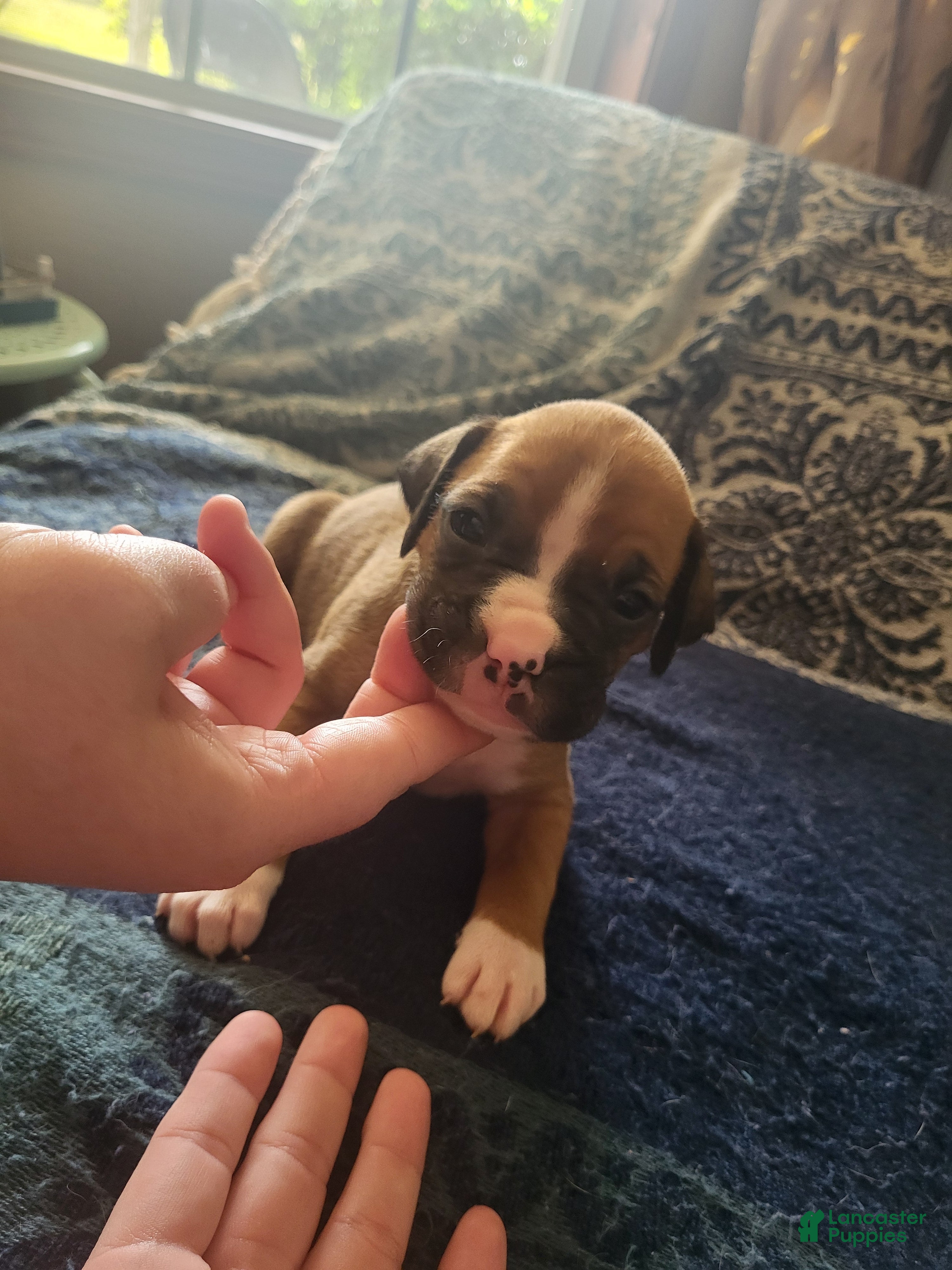 Boxer dogs Silver Male  - Ad 3