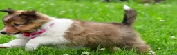 Shetland Sheepdog dogs for sale: Kaleen - Ad 4